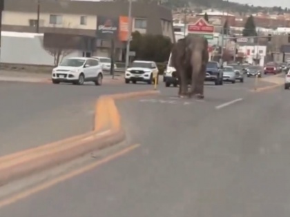 US: Elephant Named Viola Escapes Circus, Takes Walk Through Busy Montana Street; Video Goes Viral | US: Elephant Named Viola Escapes Circus, Takes Walk Through Busy Montana Street; Video Goes Viral