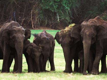 The month of August has reported the highest number of human death cases; Bushy vegetation and dense forests increase human-elephant conflicts | The month of August has reported the highest number of human death cases; Bushy vegetation and dense forests increase human-elephant conflicts