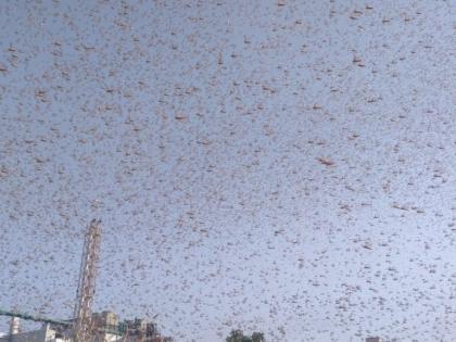 Watch Video! Horrifying videos of Locusts attack in India | Watch Video! Horrifying videos of Locusts attack in India