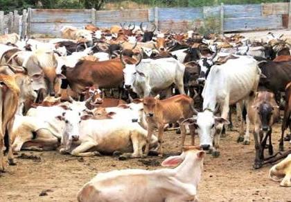 Anti-cow slaughter bill passed in Karnataka Assembly, congress stages protest | Anti-cow slaughter bill passed in Karnataka Assembly, congress stages protest Anti-cow slaughter bill passed in Karnataka Assembly, congress stages protest | Anti-cow slaughter bill passed in Karnataka Assembly, congress stages protest