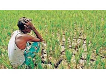 Crop Loss: Loss of crops due to heavy rains in Maha | Crop Loss: Loss of crops due to heavy rains in Maha