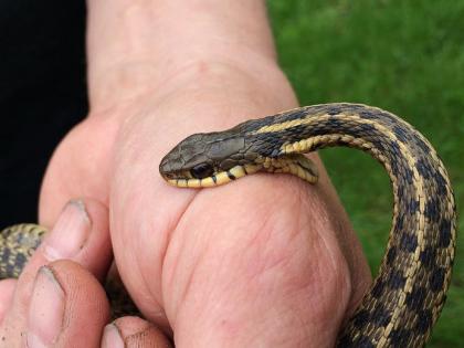 Scientists discover snake venom which kills COVID-19 virus | Scientists discover snake venom which kills COVID-19 virus
