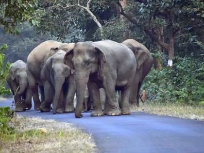 Maharashtra: Elephant reserve mooted in view of growing herd movement in Gadchiroli-Gondia districts | Maharashtra: Elephant reserve mooted in view of growing herd movement in Gadchiroli-Gondia districts