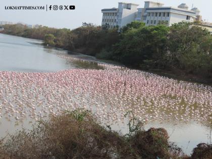 Navi Mumbai: DPS Flamingo Lake Springs Back to Life After Key Water Channels Repaired | Navi Mumbai: DPS Flamingo Lake Springs Back to Life After Key Water Channels Repaired Navi Mumbai: DPS Flamingo Lake Springs Back to Life After Key Water Channels Repaired | Navi Mumbai: DPS Flamingo Lake Springs Back to Life After Key Water Channels Repaired