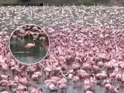 Flamingos in Navi Mumbai: Migratory Birds Arrive in Wetlands of City (Watch Video)