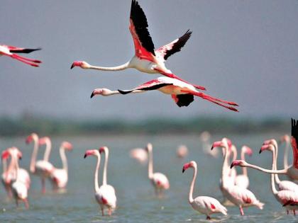Flamingos Fly Below Aircraft Flight Paths Between Thane Creek Sanctuary and Navi Mumbai Wetlands, Reveals Study | Flamingos Fly Below Aircraft Flight Paths Between Thane Creek Sanctuary and Navi Mumbai Wetlands, Reveals Study Flamingos Fly Below Aircraft Flight Paths Between Thane Creek Sanctuary and Navi Mumbai Wetlands, Reveals Study | Flamingos Fly Below Aircraft Flight Paths Between Thane Creek Sanctuary and Navi Mumbai Wetlands, Reveals Study