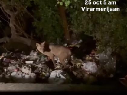 Virar: Indian Fox Spotted Eating Trash Near Chikhal Dongari Jetty; Video Goes Viral | Virar: Indian Fox Spotted Eating Trash Near Chikhal Dongari Jetty; Video Goes Viral Virar: Indian Fox Spotted Eating Trash Near Chikhal Dongari Jetty; Video Goes Viral | Virar: Indian Fox Spotted Eating Trash Near Chikhal Dongari Jetty; Video Goes Viral