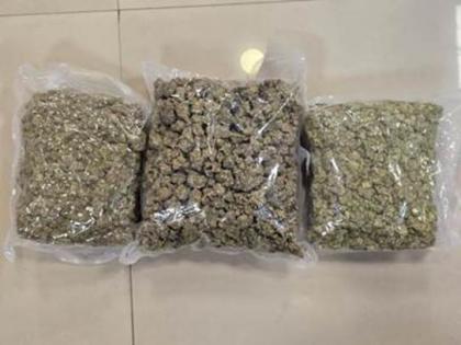 Mumbai: DRI Seizes Hydroponic Weed Worth Rs 42 Crore at CSMI Airport; Two Passengers Held | Mumbai: DRI Seizes Hydroponic Weed Worth Rs 42 Crore at CSMI Airport; Two Passengers Held Mumbai: DRI Seizes Hydroponic Weed Worth Rs 42 Crore at CSMI Airport; Two Passengers Held | Mumbai: DRI Seizes Hydroponic Weed Worth Rs 42 Crore at CSMI Airport; Two Passengers Held