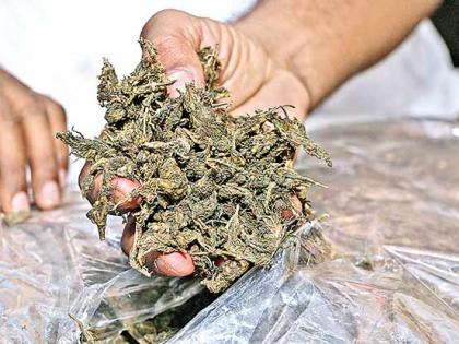 Thane: Ganja Worth ₹59,000, ₹3.11 Lakh Cash Recovered in Bhiwandi Shop Raids; Three Arrested | Thane: Ganja Worth ₹59,000, ₹3.11 Lakh Cash Recovered in Bhiwandi Shop Raids; Three Arrested Thane: Ganja Worth ₹59,000, ₹3.11 Lakh Cash Recovered in Bhiwandi Shop Raids; Three Arrested | Thane: Ganja Worth ₹59,000, ₹3.11 Lakh Cash Recovered in Bhiwandi Shop Raids; Three Arrested