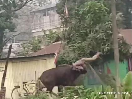 Video: Provoked Gaur Tosses Man Into the Air; IFS Officer Issues Warning | Video: Provoked Gaur Tosses Man Into the Air; IFS Officer Issues Warning