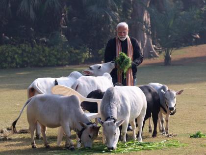 PM Modi Feeds Cows on Makar Sankranti at His Residence in Delhi, See Pics | PM Modi Feeds Cows on Makar Sankranti at His Residence in Delhi, See Pics