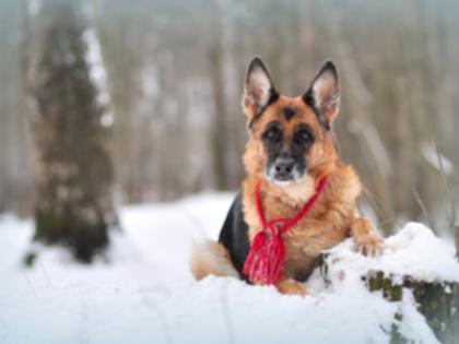 Himachal Pradesh: Loyal German Shepherd Guarded His Master’s Body for Two Days in Palampur, Fought Off Wild Animals - Video | Himachal Pradesh: Loyal German Shepherd Guarded His Master’s Body for Two Days in Palampur, Fought Off Wild Animals - Video