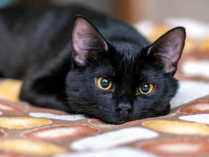 First cat-to-human transmission of COVID-19 reported overseas | First cat-to-human transmission of COVID-19 reported overseas First cat-to-human transmission of COVID-19 reported overseas | First cat-to-human transmission of COVID-19 reported overseas