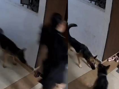 Uttar Pradesh: Dogs Attack Woman in Ghaziabad, Video Surfaced on Internet (Watch Video) | Uttar Pradesh: Dogs Attack Woman in Ghaziabad, Video Surfaced on Internet (Watch Video)