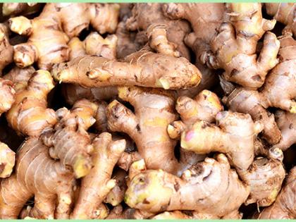 Maharashtra: Ginger prices increase after arrival of monsoon | Maharashtra: Ginger prices increase after arrival of monsoon