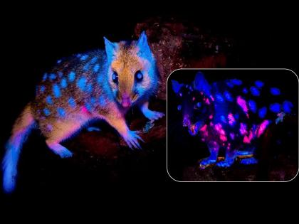 Glowing Quoll: Tasmanian Photographer Captures 'Glow in the Dark' Creature in Australia | Glowing Quoll: Tasmanian Photographer Captures 'Glow in the Dark' Creature in Australia Glowing Quoll: Tasmanian Photographer Captures 'Glow in the Dark' Creature in Australia | Glowing Quoll: Tasmanian Photographer Captures 'Glow in the Dark' Creature in Australia