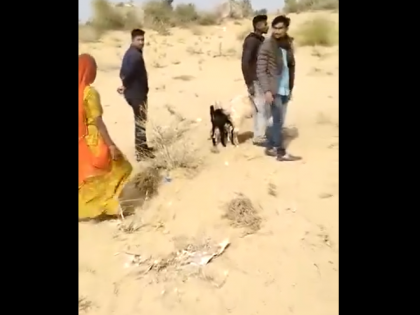 Rajasthan: Recovery Agents Take Away Goats Over Non-Payment Of Loan in Barmer; Video Surfaces | Rajasthan: Recovery Agents Take Away Goats Over Non-Payment Of Loan in Barmer; Video Surfaces
