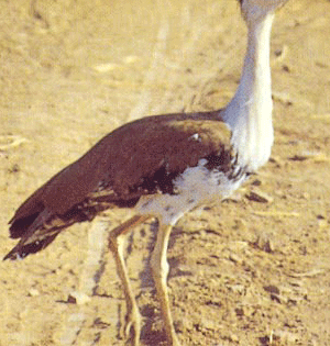 On the verge of extinction– The Bustards | On the verge of extinction– The Bustards