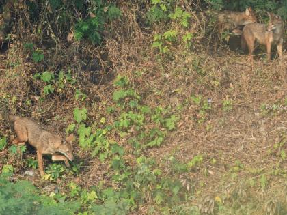 Navi Mumbai: Golden Jackal Sightings Surge in Kharghar, Raising Wildlife Concerns | Navi Mumbai: Golden Jackal Sightings Surge in Kharghar, Raising Wildlife Concerns Navi Mumbai: Golden Jackal Sightings Surge in Kharghar, Raising Wildlife Concerns | Navi Mumbai: Golden Jackal Sightings Surge in Kharghar, Raising Wildlife Concerns