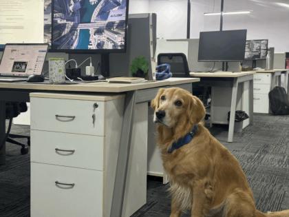 Golden Retriever Dog Appointed as CHO by Hyderabad Startup, Wins Hearts on the Internet | Golden Retriever Dog Appointed as CHO by Hyderabad Startup, Wins Hearts on the Internet Golden Retriever Dog Appointed as CHO by Hyderabad Startup, Wins Hearts on the Internet | Golden Retriever Dog Appointed as CHO by Hyderabad Startup, Wins Hearts on the Internet