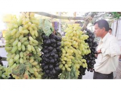 Maharashtra: Covid-19 pandemic hits state grape exports | Maharashtra: Covid-19 pandemic hits state grape exports