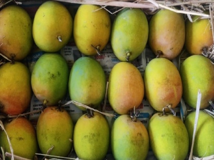 Mumbai: Hapus Mangoes Arrive in Vashi APMC Market; Price Details Inside | Mumbai: Hapus Mangoes Arrive in Vashi APMC Market; Price Details Inside