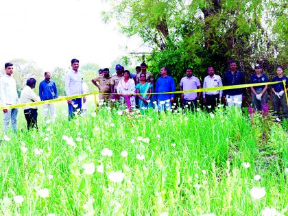 Opium farming hidden among onion crops; 180 kg worth Rs 27 lakh seized | Opium farming hidden among onion crops; 180 kg worth Rs 27 lakh seized Opium farming hidden among onion crops; 180 kg worth Rs 27 lakh seized | Opium farming hidden among onion crops; 180 kg worth Rs 27 lakh seized
