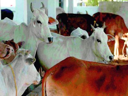 Solapur: 58 animals rescued from slaughterhouse in Akkalkot | Solapur: 58 animals rescued from slaughterhouse in Akkalkot Solapur: 58 animals rescued from slaughterhouse in Akkalkot | Solapur: 58 animals rescued from slaughterhouse in Akkalkot