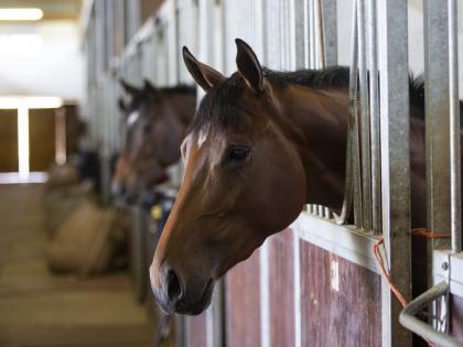 Mumbai: Sessions Court Sentences Horse Handler to Two Years’ Rigorous Imprisonment in Six-Year-Old Girl’s Joyride Death Case | Mumbai: Sessions Court Sentences Horse Handler to Two Years’ Rigorous Imprisonment in Six-Year-Old Girl’s Joyride Death Case Mumbai: Sessions Court Sentences Horse Handler to Two Years’ Rigorous Imprisonment in Six-Year-Old Girl’s Joyride Death Case | Mumbai: Sessions Court Sentences Horse Handler to Two Years’ Rigorous Imprisonment in Six-Year-Old Girl’s Joyride Death Case