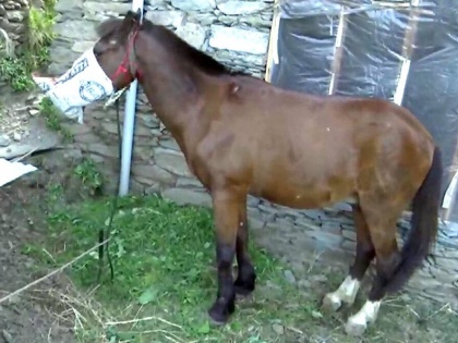 Horse in Jammu and Kashmir kept under home quarantine after travelling to red zone | Horse in Jammu and Kashmir kept under home quarantine after travelling to red zone