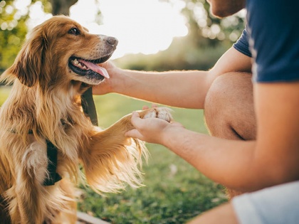 Pets necessary for human beings to lead healthy life, fulfill emotional deficit due to broken relationships: Court | Pets necessary for human beings to lead healthy life, fulfill emotional deficit due to broken relationships: Court