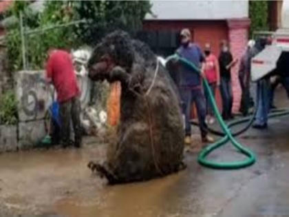 Watch Video! Fact Check: 'Gigantic Rat' found in sewage tunnels of Mexico? | Watch Video! Fact Check: 'Gigantic Rat' found in sewage tunnels of Mexico?