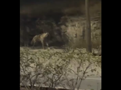 Hyena Spotted in Pune: Wild Animal Seen Roaming on Road in Dhanori, Video Surfaces | Hyena Spotted in Pune: Wild Animal Seen Roaming on Road in Dhanori, Video Surfaces