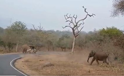 Tamil Nadu: Tourists Have Lucky Escape As Wild Elephant Chases Them (Watch Video) | Tamil Nadu: Tourists Have Lucky Escape As Wild Elephant Chases Them (Watch Video)
