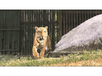 Cyclone Nisarga: Animals shifted to safer place in Byculla Zoo | Cyclone Nisarga: Animals shifted to safer place in Byculla Zoo