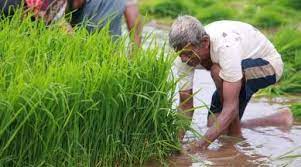 Maharashtra: Crops on 60,000 hectares in Marathwada damaged due to unseasonal rains | Maharashtra: Crops on 60,000 hectares in Marathwada damaged due to unseasonal rains