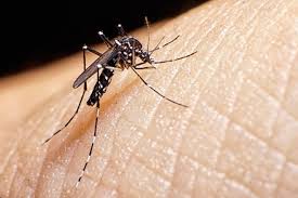Mumbai: BMC Fumigates Over 2 Lakh Mosquito Breeding Spots Across City | Mumbai: BMC Fumigates Over 2 Lakh Mosquito Breeding Spots Across City Mumbai: BMC Fumigates Over 2 Lakh Mosquito Breeding Spots Across City | Mumbai: BMC Fumigates Over 2 Lakh Mosquito Breeding Spots Across City