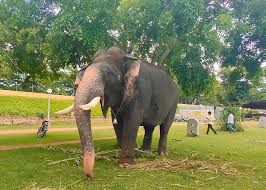 Mysuru Dasara elephant Arjuna dies during rescue operation | Mysuru Dasara elephant Arjuna dies during rescue operation