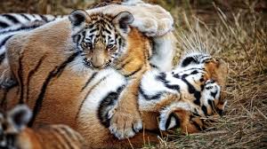 Maharashtra: Two tiger cubs found dead in Chandrapur district | Maharashtra: Two tiger cubs found dead in Chandrapur district