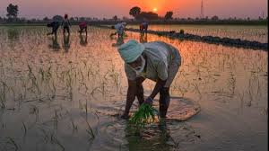 Palghar: 18,869 farmers lost crops and agri produce due to unseasonal rains | Palghar: 18,869 farmers lost crops and agri produce due to unseasonal rains