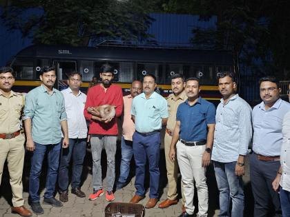 Major Wildlife Smuggling Bust in Mumbai: Four Arrested for Attempting to Sell Red Sand Boa Snake | Major Wildlife Smuggling Bust in Mumbai: Four Arrested for Attempting to Sell Red Sand Boa Snake Major Wildlife Smuggling Bust in Mumbai: Four Arrested for Attempting to Sell Red Sand Boa Snake | Major Wildlife Smuggling Bust in Mumbai: Four Arrested for Attempting to Sell Red Sand Boa Snake
