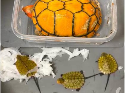 Mumbai Airport Customs Officers Seize 12 Exotic Turtles in Major Smuggling Operation | Mumbai Airport Customs Officers Seize 12 Exotic Turtles in Major Smuggling Operation Mumbai Airport Customs Officers Seize 12 Exotic Turtles in Major Smuggling Operation | Mumbai Airport Customs Officers Seize 12 Exotic Turtles in Major Smuggling Operation