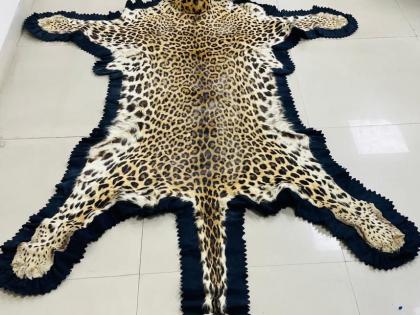 Madhya Pradesh: DRI Seizes Leopard Skins, Ivory in Ujjain; Two Held | Madhya Pradesh: DRI Seizes Leopard Skins, Ivory in Ujjain; Two Held Madhya Pradesh: DRI Seizes Leopard Skins, Ivory in Ujjain; Two Held | Madhya Pradesh: DRI Seizes Leopard Skins, Ivory in Ujjain; Two Held