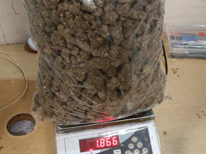 Mumbai: Customs Seize Hydroponic Weed Worth Rs 8.6 Crore at CSMI Airport | Mumbai: Customs Seize Hydroponic Weed Worth Rs 8.6 Crore at CSMI Airport Mumbai: Customs Seize Hydroponic Weed Worth Rs 8.6 Crore at CSMI Airport | Mumbai: Customs Seize Hydroponic Weed Worth Rs 8.6 Crore at CSMI Airport