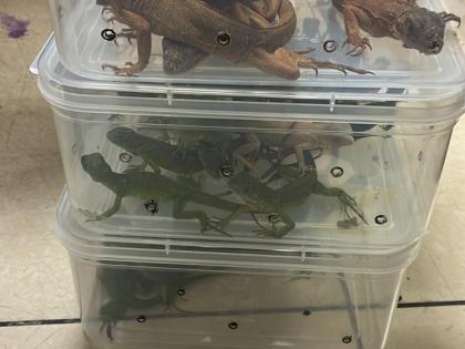 Rare Exotic Species Seized at Mumbai Airport; Passenger From Bangkok Arrested for Wildlife Smuggling | Rare Exotic Species Seized at Mumbai Airport; Passenger From Bangkok Arrested for Wildlife Smuggling Rare Exotic Species Seized at Mumbai Airport; Passenger From Bangkok Arrested for Wildlife Smuggling | Rare Exotic Species Seized at Mumbai Airport; Passenger From Bangkok Arrested for Wildlife Smuggling