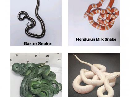 Mumbai: Man Arrested at Airport for Smuggling Exotic Snakes | Mumbai: Man Arrested at Airport for Smuggling Exotic Snakes Mumbai: Man Arrested at Airport for Smuggling Exotic Snakes | Mumbai: Man Arrested at Airport for Smuggling Exotic Snakes