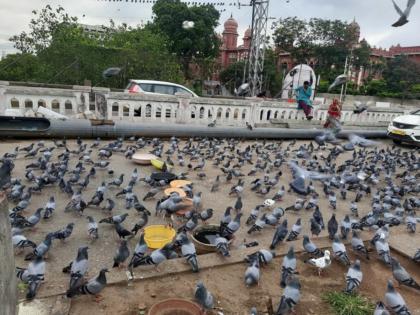 Mumbai Police Registers First FIR in Mahim for Feeding Pigeons Following BMC Complaint | Mumbai Police Registers First FIR in Mahim for Feeding Pigeons Following BMC Complaint Mumbai Police Registers First FIR in Mahim for Feeding Pigeons Following BMC Complaint | Mumbai Police Registers First FIR in Mahim for Feeding Pigeons Following BMC Complaint