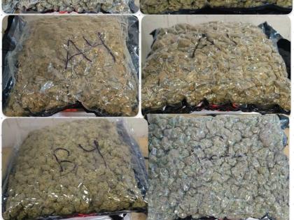 Mumbai Customs Seize Hydroponic Weed Worth ₹14.72 Crore at CSMI Airport, Five Arrested | Mumbai Customs Seize Hydroponic Weed Worth ₹14.72 Crore at CSMI Airport, Five Arrested Mumbai Customs Seize Hydroponic Weed Worth ₹14.72 Crore at CSMI Airport, Five Arrested | Mumbai Customs Seize Hydroponic Weed Worth ₹14.72 Crore at CSMI Airport, Five Arrested