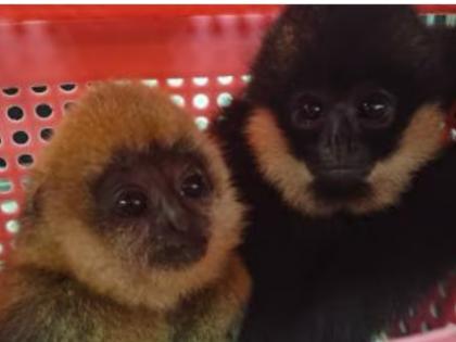 Chennai Woman Caught Trying to Smuggle Gibbons at Mumbai Airport, Animals Rescued | Chennai Woman Caught Trying to Smuggle Gibbons at Mumbai Airport, Animals Rescued