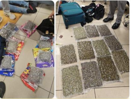 Mumbai: Hydroponic Weed Worth ₹52 Crore Recovered in 14 Cases; Gold and Diamonds Also Seized | Mumbai: Hydroponic Weed Worth ₹52 Crore Recovered in 14 Cases; Gold and Diamonds Also Seized Mumbai: Hydroponic Weed Worth ₹52 Crore Recovered in 14 Cases; Gold and Diamonds Also Seized | Mumbai: Hydroponic Weed Worth ₹52 Crore Recovered in 14 Cases; Gold and Diamonds Also Seized